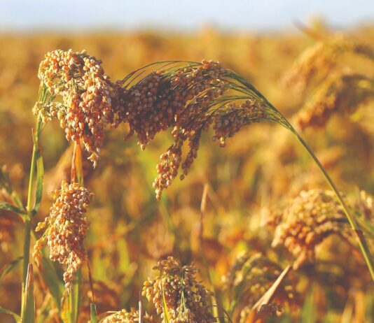 Proso – sve popularnija žitarica