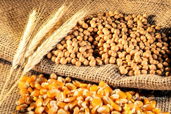 kukuruz pšenica soja