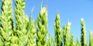 Zaštita pšenice i ječma od bolesti i korova