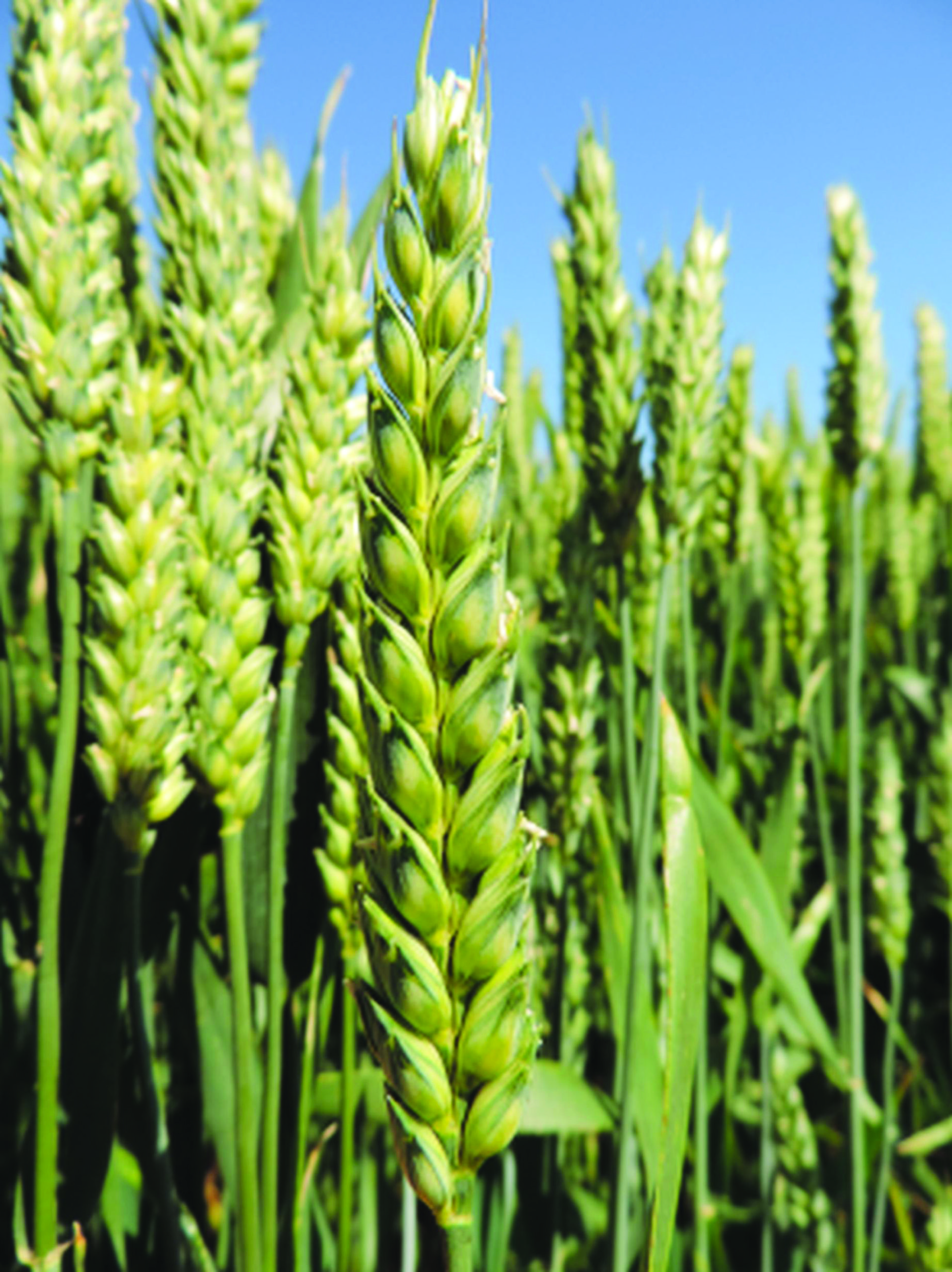 Zaštita pšenice i ječma od bolesti i korova