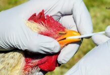 virus ptičje gripe nadzor peradi