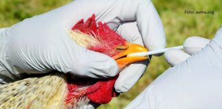 virus ptičje gripe nadzor peradi