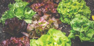 Zaštita povrća u ekološkom uzgoju