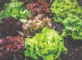 ekološki uzgoj salate zaštita salate zimska salata