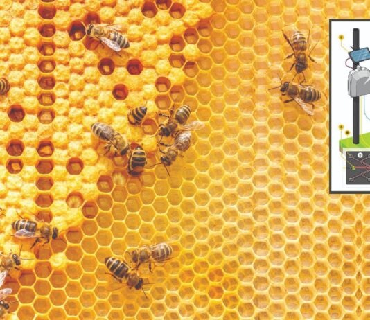 Novi način praćenja zdravlja pčela