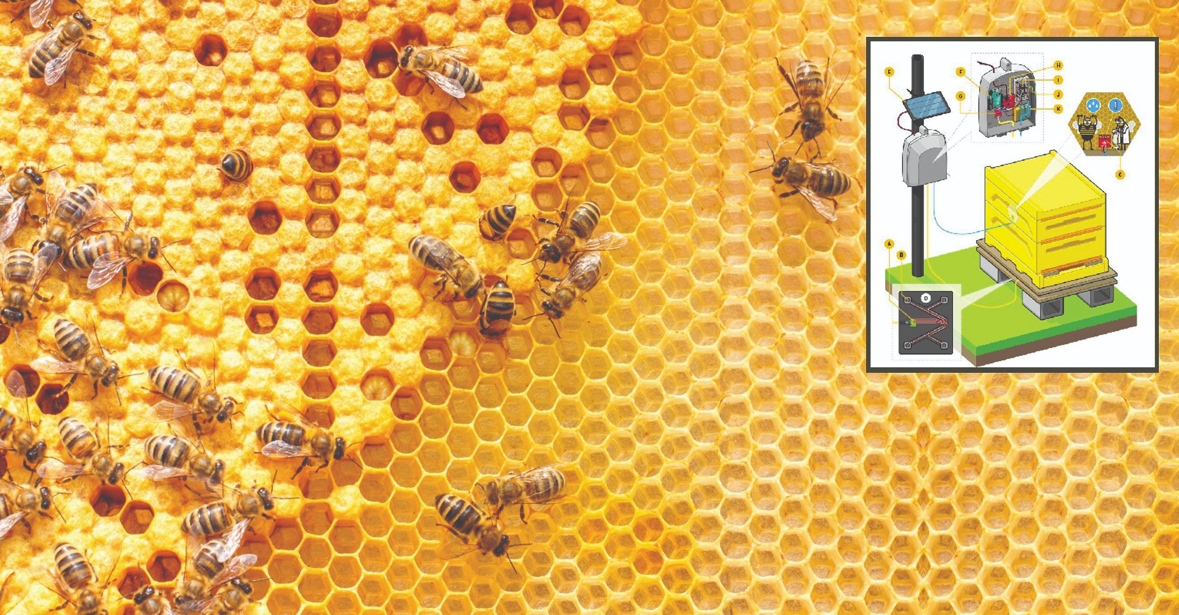 Novi način praćenja zdravlja pčela