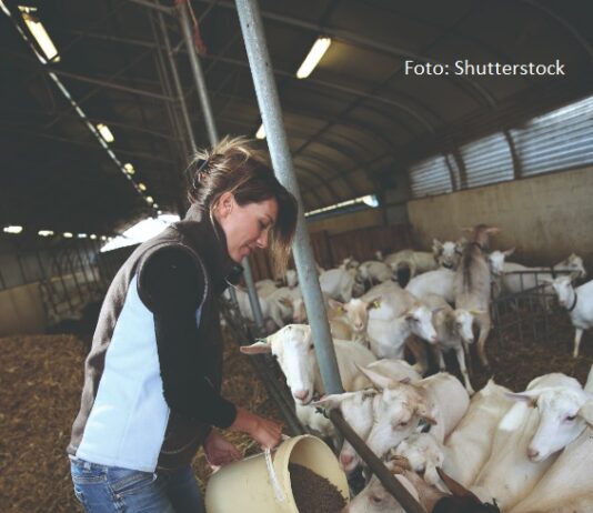 Važnost hranidbe za zdravlje životinja hranidba životinja zdravlje životinja