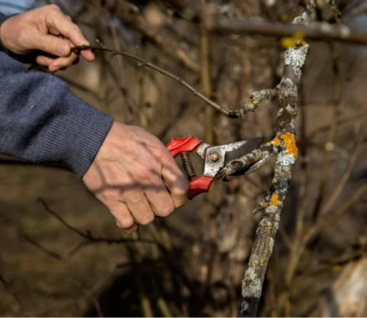 Što učiniti ako nekoliko godina nismo rezali stabla voćaka u okućnici?
