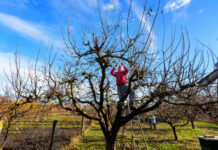 Kako pomladiti stare voćke?