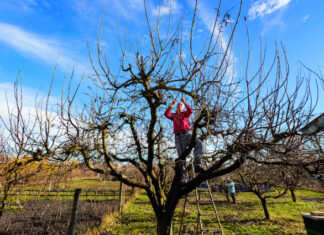 Kako pomladiti stare voćke?