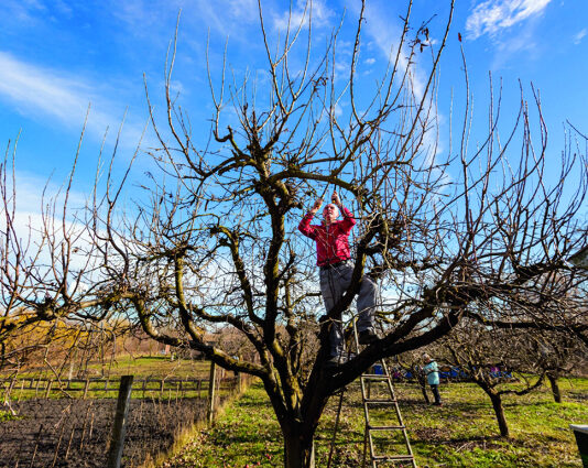 Kako pomladiti stare voćke?
