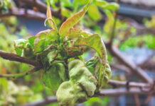 Zašto je kovrčavost lišća u 2025. iznenadila voćare?