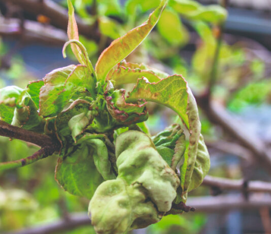 Zašto je kovrčavost lišća u 2025. iznenadila voćare?