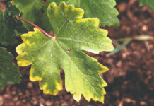 Kloroza vinove loze – od dijagnoze do tehnoloških rješenja nove generacije