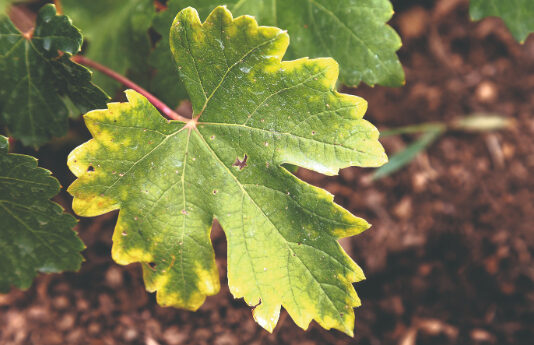 Kloroza vinove loze – od dijagnoze do tehnoloških rješenja nove generacije