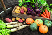 Berba i čuvanje povrća u hladnim mjesecima