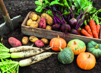 Berba i čuvanje povrća u hladnim mjesecima