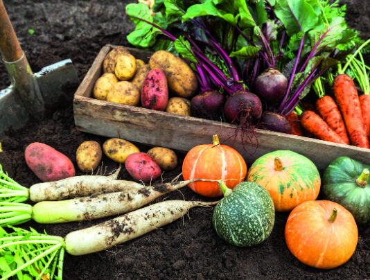 Berba i čuvanje povrća u hladnim mjesecima