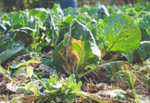 Kako protiv bolesti povrća uz klimatske promjene i europsku održivu uporabu pesticida?