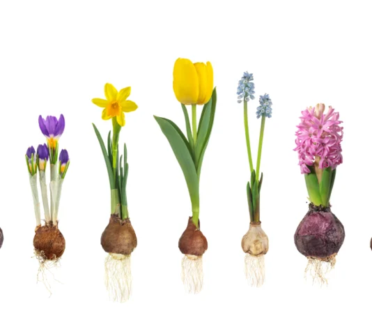 Koje se lukovičaste i gomoljaste ukrasne vrste sade u proljeće?