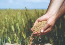 Pravilan izbor donosi bolju žetvu i veći prinos