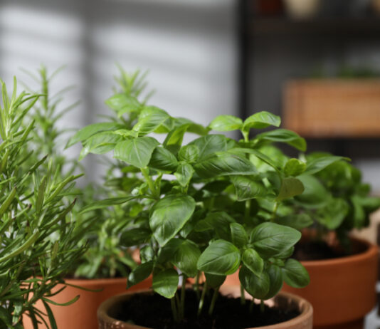 Kako očuvati svježe začinsko bilje u teglama nakon kupnje?