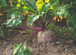 Cikla – uzgoj i korist