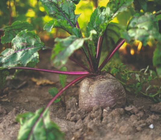 Cikla – uzgoj i korist