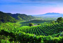 Pomicanje vinogradarske proizvodnje na veće nadmorske visine kao prilagodba na globalno zatopljenje