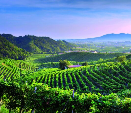 Pomicanje vinogradarske proizvodnje na veće nadmorske visine kao prilagodba na globalno zatopljenje