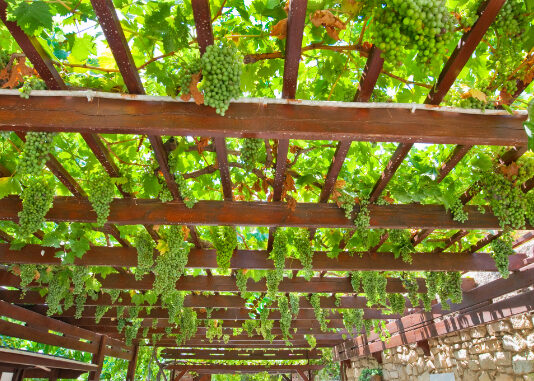 Rezidba i (re)formiranje pergola