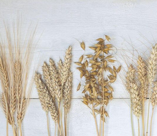 Kolika je zarada u uzgoju ozimih žitarica s novim cijenama inputa?