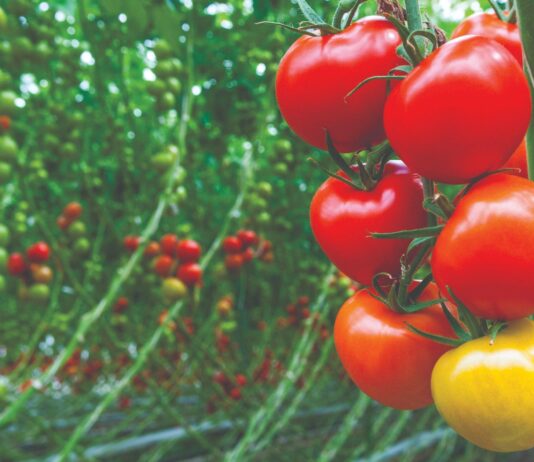 Može li domaća rajčica konkurirati uvoznoj?