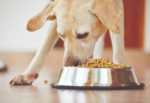hranidba psa kako hraniti psa