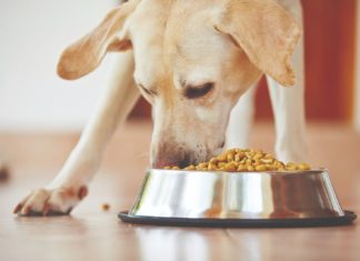 hranidba psa kako hraniti psa