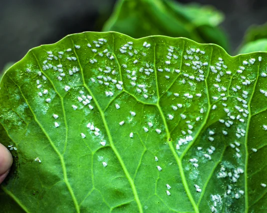 Europske zabrane i suzbijanje štetnika povrtnih kupusnjača