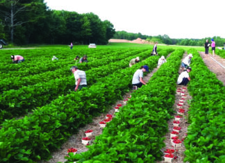 Može li poticajna mjera stalni sezonac  pomoći poljoprivrednicima da nađu radnike?
