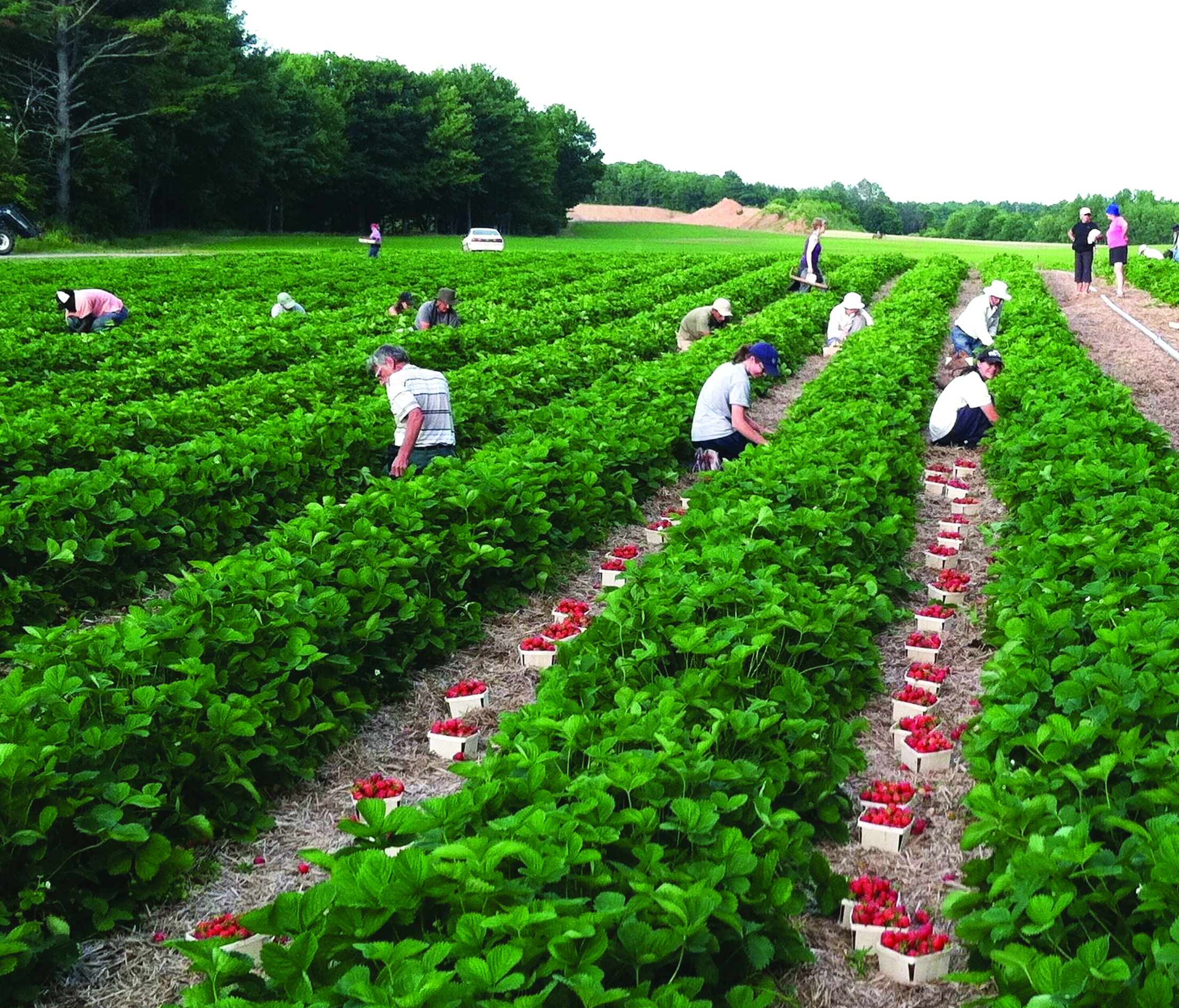 Može li poticajna mjera stalni sezonac  pomoći poljoprivrednicima da nađu radnike?