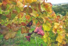 Kojim mjerama protiv zlatne žutice koja ugrožava hrvatsko vinogradarstvo?