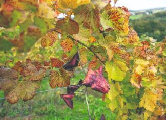 Kojim mjerama protiv zlatne žutice koja ugrožava hrvatsko vinogradarstvo?