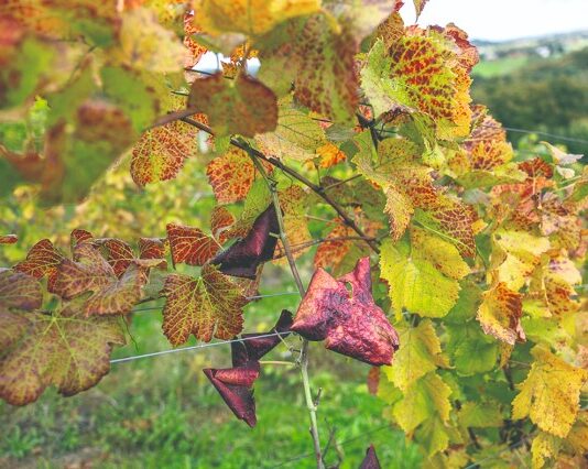 Kojim mjerama protiv zlatne žutice koja ugrožava hrvatsko vinogradarstvo?