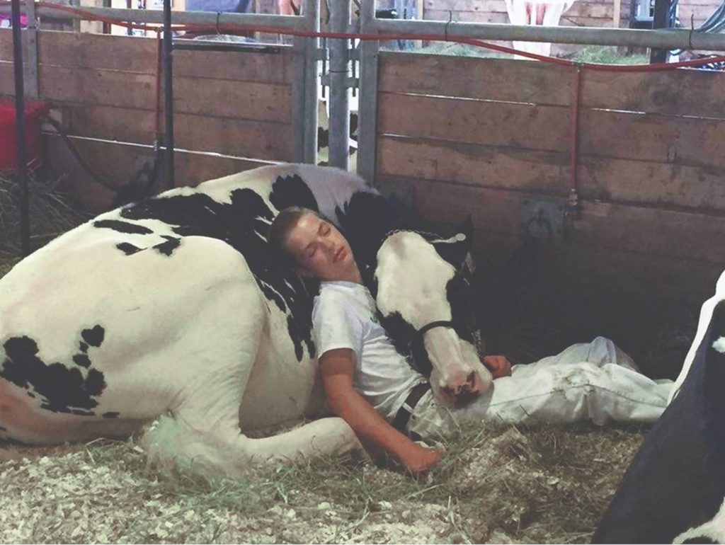 Человек е корову. Спящие коровы. В обнимку с коровой. Мужик с коровой.
