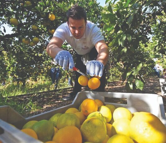 Ove godine kvalitetan urod mandarina! Ove godine kvalitetan urod mandarina!