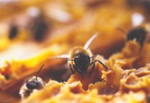 pravilnik o držanju pčela