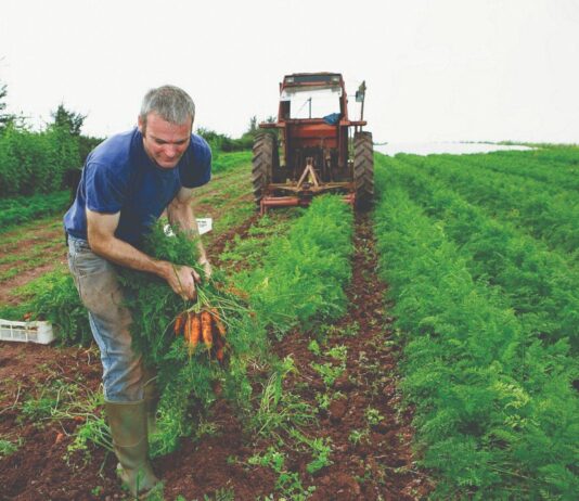 Proizvodnja korjenastog povrća može biti isplativa