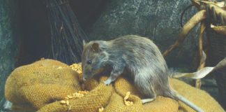 miševi štakori mamci za miševe i štakore lovke za miševe i štakore