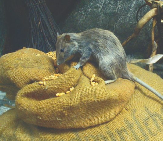 miševi štakori mamci za miševe i štakore lovke za miševe i štakore