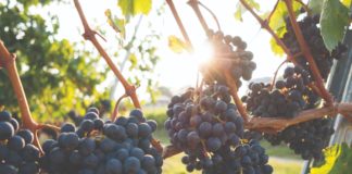 ekološka proizvodnja grožđa ekološka proizvodnja vina