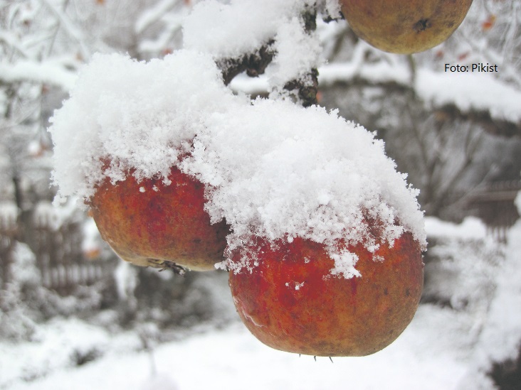 zima voćari voćnjaci
