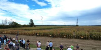 dan polja bc hibrida kukuruza i soje